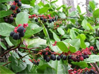 Gaultheria shallon Bodur yaban mersini fidanı