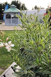 Gaura lindheimeri variegata Alacalı Gaura fidesi
