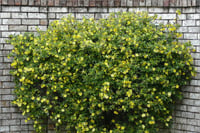 Gelsemium sempervirens