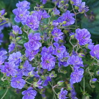 Geranium hımalayanse PleniumSardunya Çiçeği Mekke Samanı Nezle otu fidesi