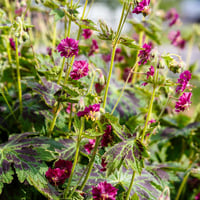 Geranium phaeum Samobor Yas Tutan Dul Çiçeği fidesi