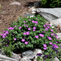 Geranium sanguineum Sardunya Çiçeği Mekke Samanı Nezle otu fidesi