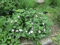 Geranium sanguineum Striatum Sardunya Çiçeği Mekke Samanı Nezle otu fidesi
