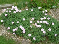 Geranium sanguineum Striatum Sardunya Çiçeği Mekke Samanı Nezle otu fidesi