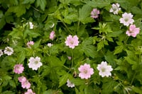 Geranium versicolor Sardunya Çiçeği Mekke Samanı Nezle otu fidesi