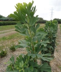 Ginkgo biloba Andre briant Büyük yapraklı Ginko fidanı