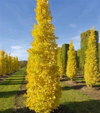 Ginkgo biloba Blagon Piramidal ginkgo fidanı