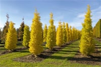 Ginkgo biloba Blagon Piramidal ginkgo fidanı