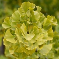 Ginkgo biloba Fastigiata Sütün Mabet Ağacı fidanı