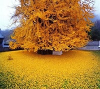 Ginkgo biloba Mabet Ağacı Ginko fidanı