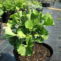 Ginkgo biloba Mariken Bodur ginkgo Mabet ağacı fidanı