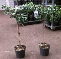 Ginkgo biloba Mariken Tige Tijli Bodur ginkgo Mabet ağacı fidanı