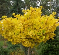 Ginkgo biloba Mariken Tige Tijli Bodur ginkgo Mabet ağacı fidanı