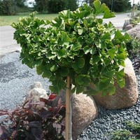 Ginkgo biloba Mariken Tige Tijli Bodur ginkgo Mabet ağacı fidanı