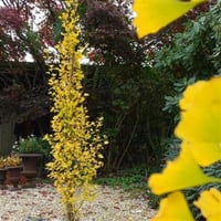 Ginkgo biloba Menhir Ginko fidanı