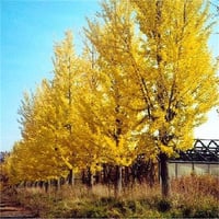 Ginkgo biloba Princeton sentry Erkek Ginkgo fidanı