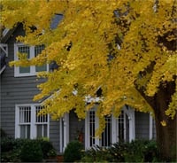 Ginkgo biloba Princeton sentry Erkek Ginkgo fidanı