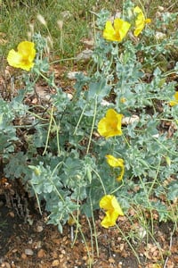 Glaucium flavum Sarı Gelincik fidesi