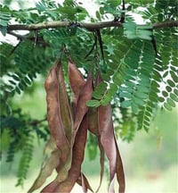 Gleditsia triacanthos Gladiçya fidanı