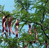 Gleditsia triacanthos inermis Dikensiz Gladiçya fidanı