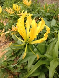 Gloriosa lutea Ateş Lalesi fidesi