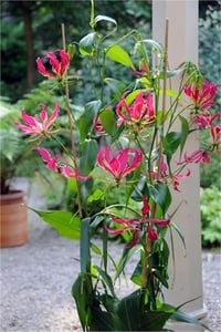 Gloriosa rotschildiana Ateş Lalesi fidesi