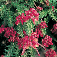 Grevillea lanigera Bodur Sarkıcı Grevilya fidanı