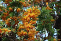 Grevillea robusta tigette İpek ağacı fidanı