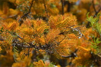 Grevillea robusta tigette İpek ağacı fidanı