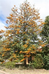 Grevillea robusta tigette İpek ağacı fidanı