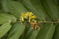 Grewia flavescens güney afrika yıldız ağacı