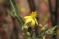 Grewia flavescens güney afrika yıldız ağacı