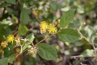 Grewia flavescens güney afrika yıldız ağacı