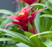 Guzmania lingulata Guzmanya Çiçeği fidanı
