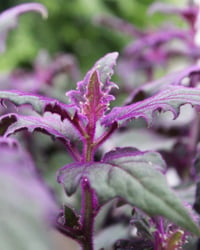 Gynura aurantiaca mor kadife çiçeği