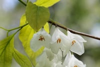 Halesia carolina, kar tanesi ağacı fidanı