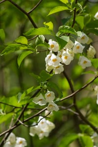 Halesia carolina, kar tanesi ağacı fidanı