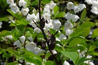 Halesia carolina, kar tanesi ağacı fidanı