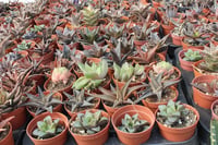 Haworthia Mix 20'li Karışık Howertia