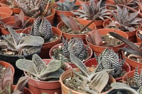 Haworthia Mix 20'li Karışık Howertia