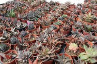 Haworthia Mix 20'li Karışık Howertia
