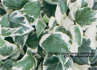 Hedera helix canariensis yeşil-beyaz Duvar Sarmaşığı fidesi