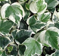 Hedera helix canariensis yeşil-beyaz Duvar Sarmaşığı fidesi