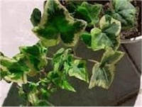 Hedera helix cont. var. alacalı Orman Duvar Sarmaşığı fidesi