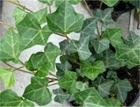 Hedera helix hibernica Yeşil Orman Kaya Sarmaşığı fidesi