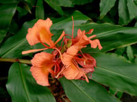 Hedychium greenii Hedikyum Zencefil Zambağı Fidesi