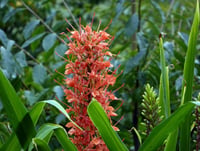 Hedychium Red Hedikyum Zencefil Zambağı fidesi