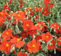 Helianthemum Henfield Brilliant Gün gülü çiçeği fidesi