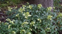 Helleborus argutifolius Bohça Otu Noel Gülü Fidesi