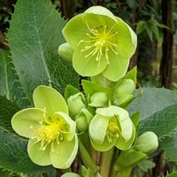 Helleborus argutifolius Bohça Otu Noel Gülü Fidesi